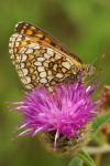 Melitaea parthenoides