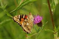 Vanessa cardui