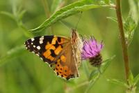 Vanessa cardui