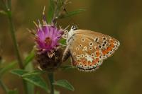 Aricia agestis