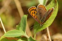 Lycaena tityrus