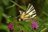 Iphiclides podalirius