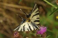 Iphiclides podalirius