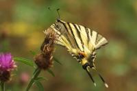 Iphiclides podalirius