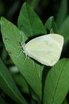 Pieris rapae