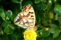 Issoria lathonia