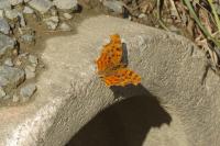 Polygonia c-album
