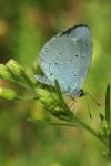 Celastrina argiolus