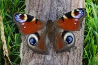 Aglais io