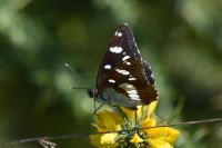 Limenitis reducta