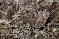 Hipparchia semele
