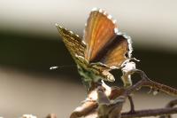 Cacyreus marshalli