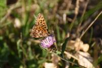 Boloria dia