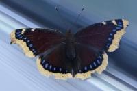 Nymphalis antiopa