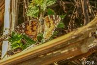 Vanessa cardui