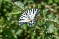 Iphiclides podalirius