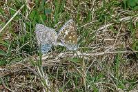 Polyommatus icarus