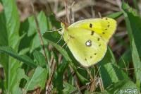 Colias crocea
