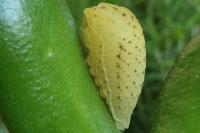 Iphiclides podalirius