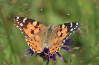 Vanessa cardui