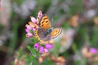 Lycaena phlaeas