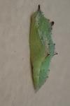 Pieris