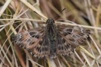 Carcharodus alceae
