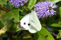 Pieris brassicae
