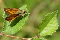 Ochlodes sylvanus