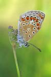 Polyommatus icarus