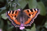 Aglais urticae