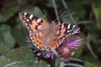 Vanessa cardui