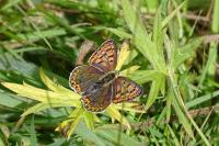 Lycaena tityrus