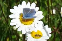 Polyommatus icarus