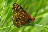 Euphydryas aurinia