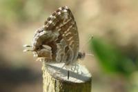 Cacyreus marshalli
