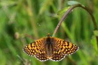 Melitaea cinxia
