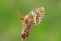Melitaea parthenoides