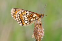 Melitaea parthenoides