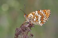 Melitaea phoebe