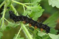 Aglais io