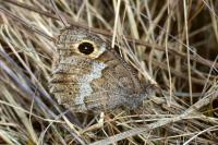 Hipparchia statilinus