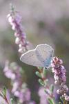 Celastrina argiolus