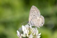 Leptotes pirithous