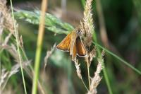 Thymelicus acteon
