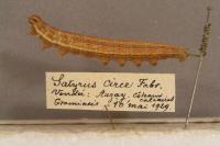 Brintesia circe