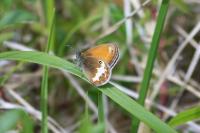 Coenonympha arcania