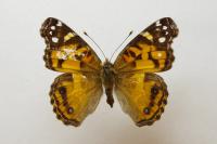 Vanessa virginiensis
