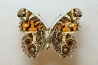 Vanessa virginiensis