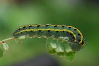 Colias alfacariensis